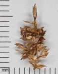 Cypressknee sedge